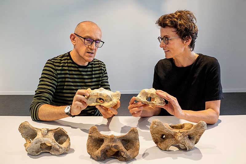 Naturmuseum Olten Moschusochse Nachbestimmung