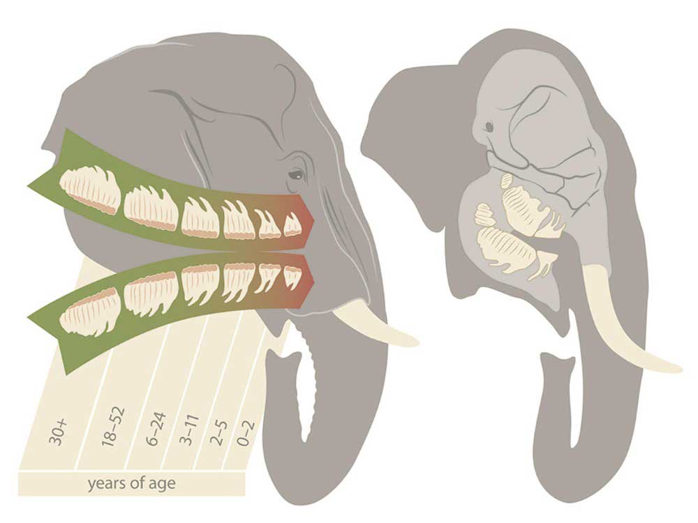 Naturmuseum Olten Zahnwechsel Elefanten