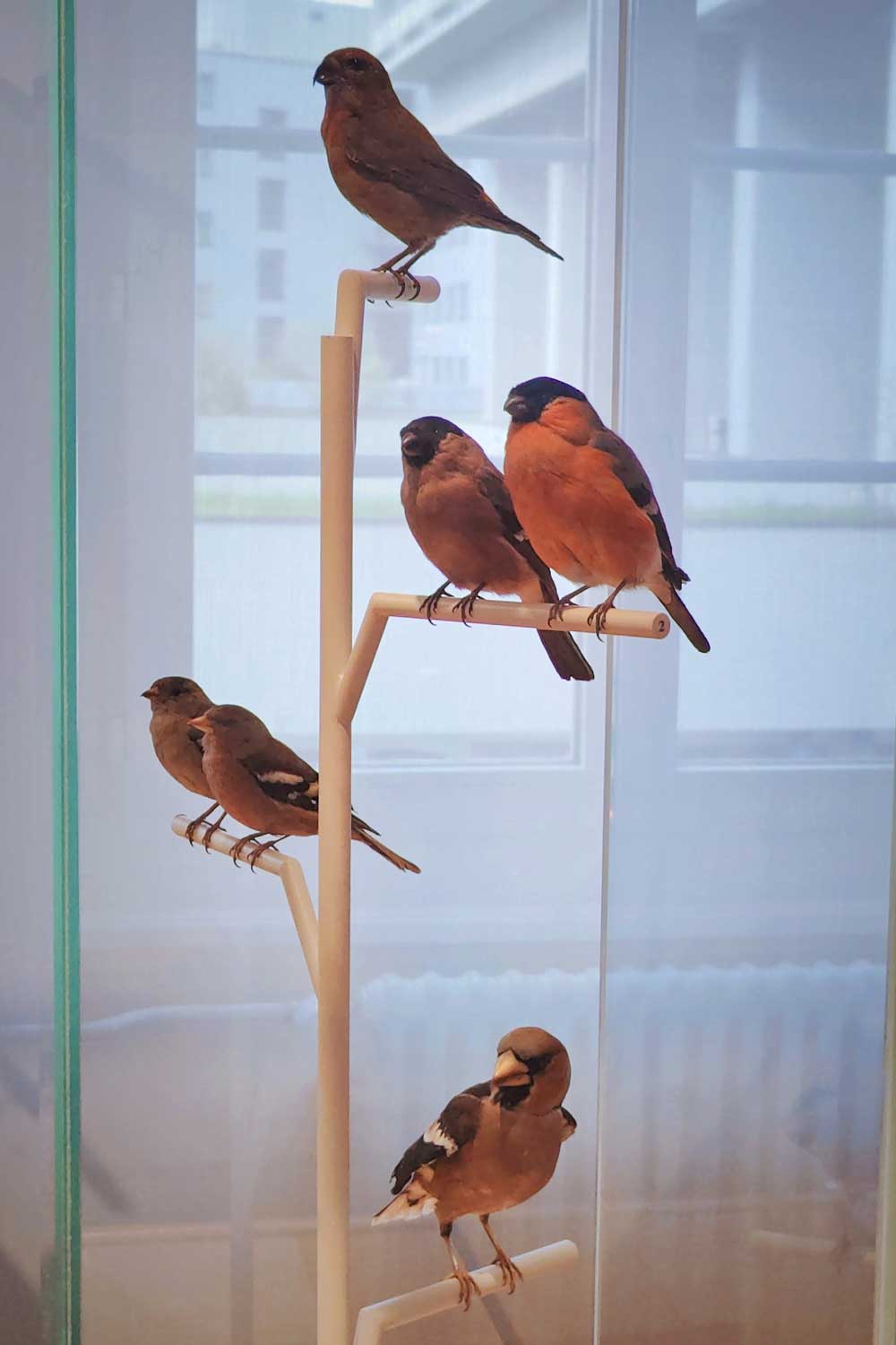 Naturmuseum Olten Buschtundra