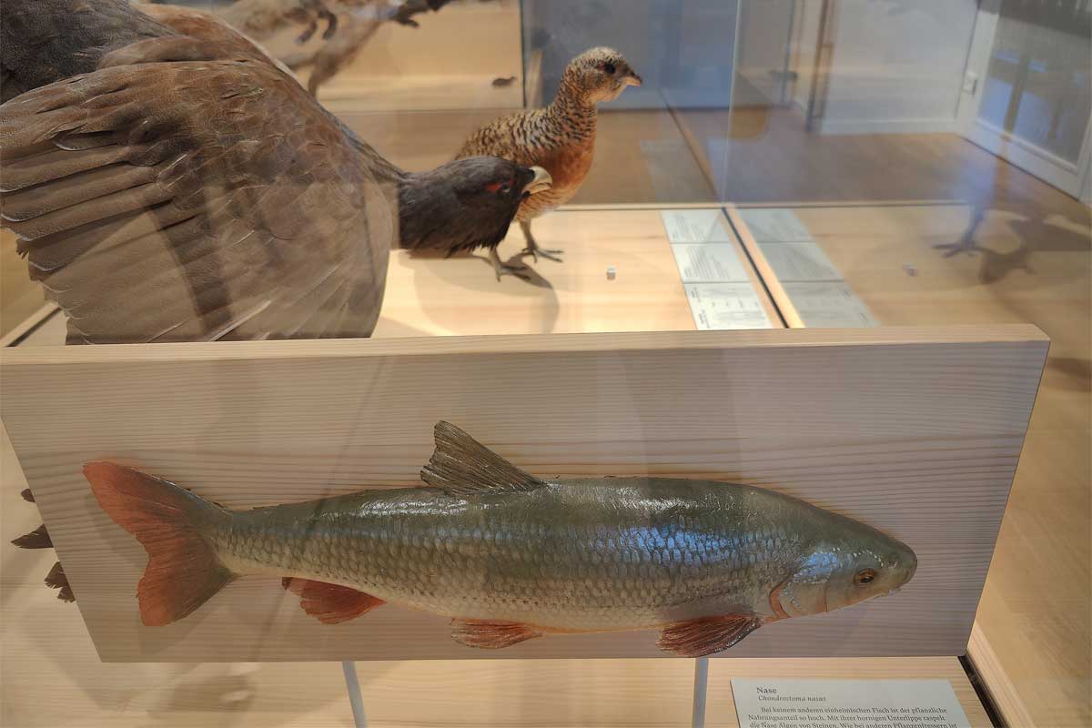Naturmuseum Olten Eiszeit Dauerausstellung
