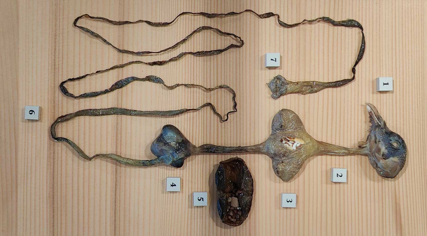 Naturmuseum Olten Wollhaarnashorn