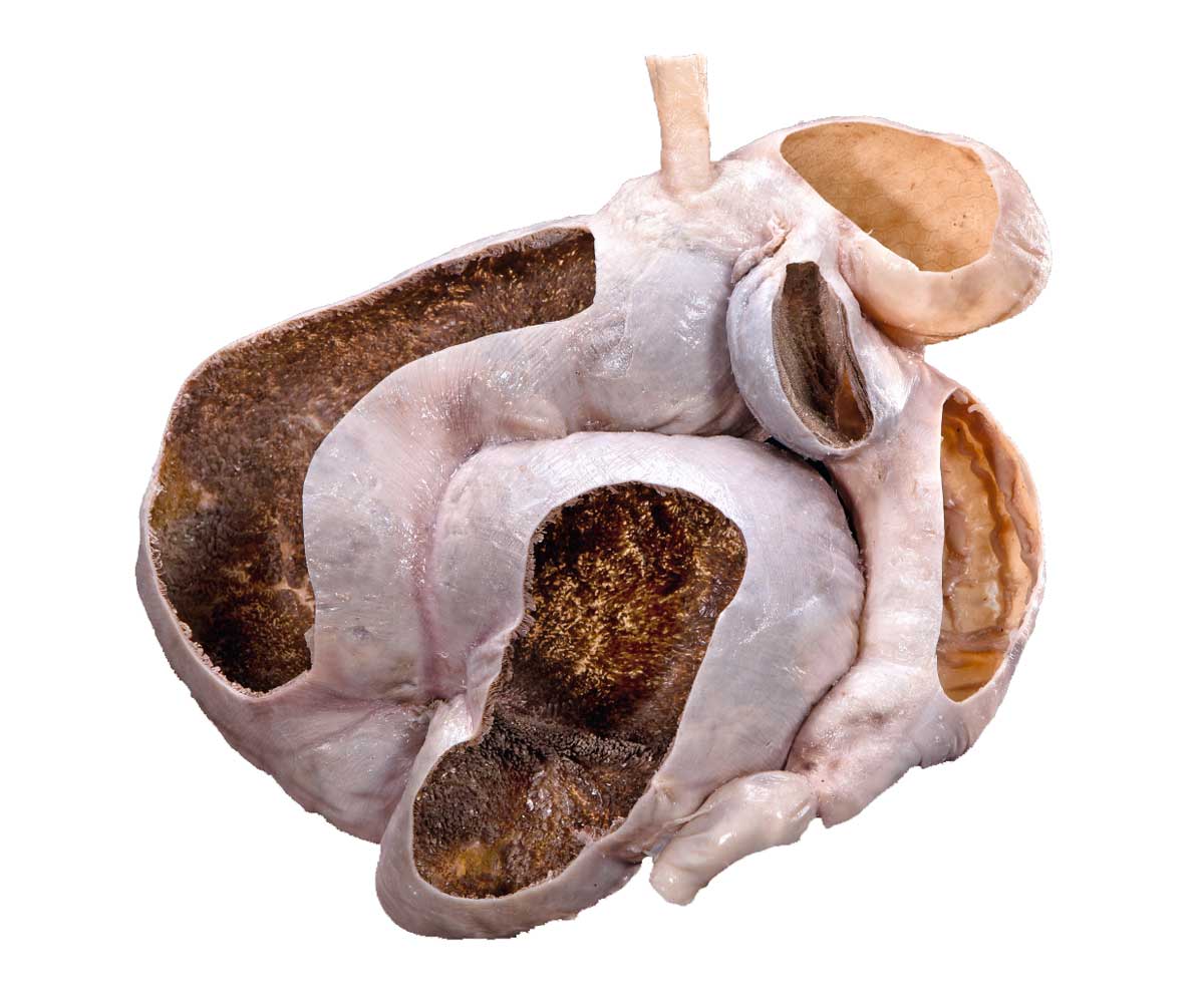 Naturmuseum Olten Mammut Zähne