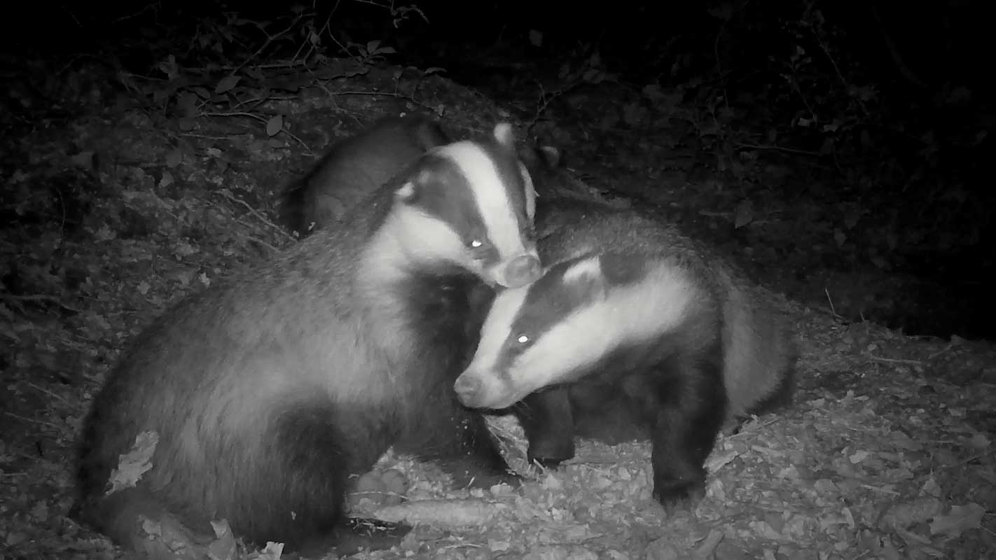 nmo blog 5 dachse schlitzohr