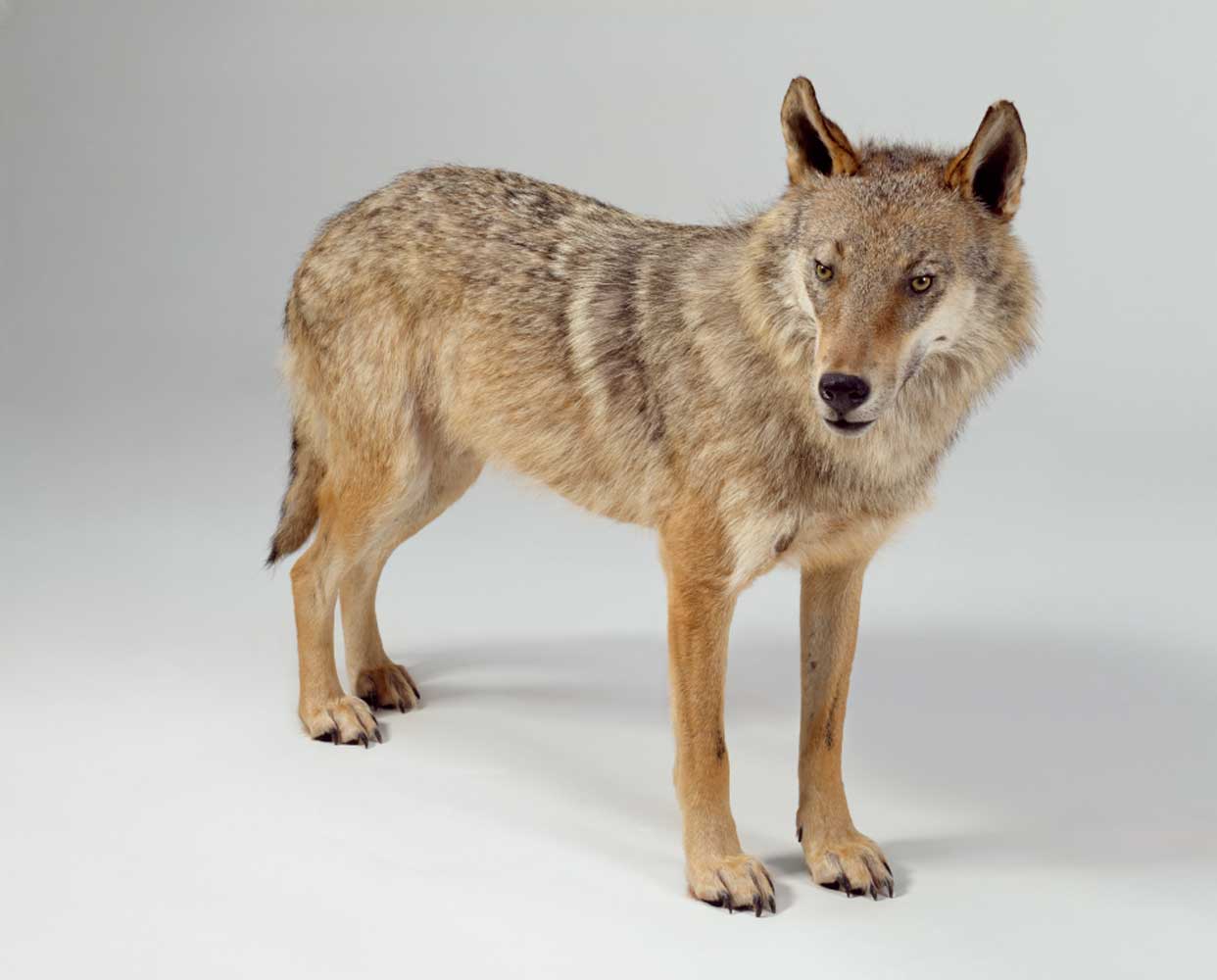 nmo blog 10 wolf von haegendorf