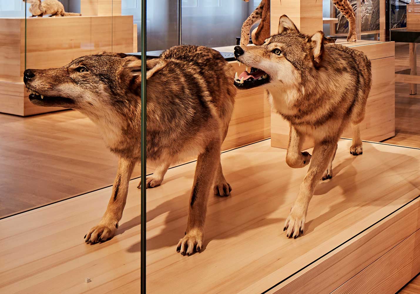 nmo blog 11 wolfspaar