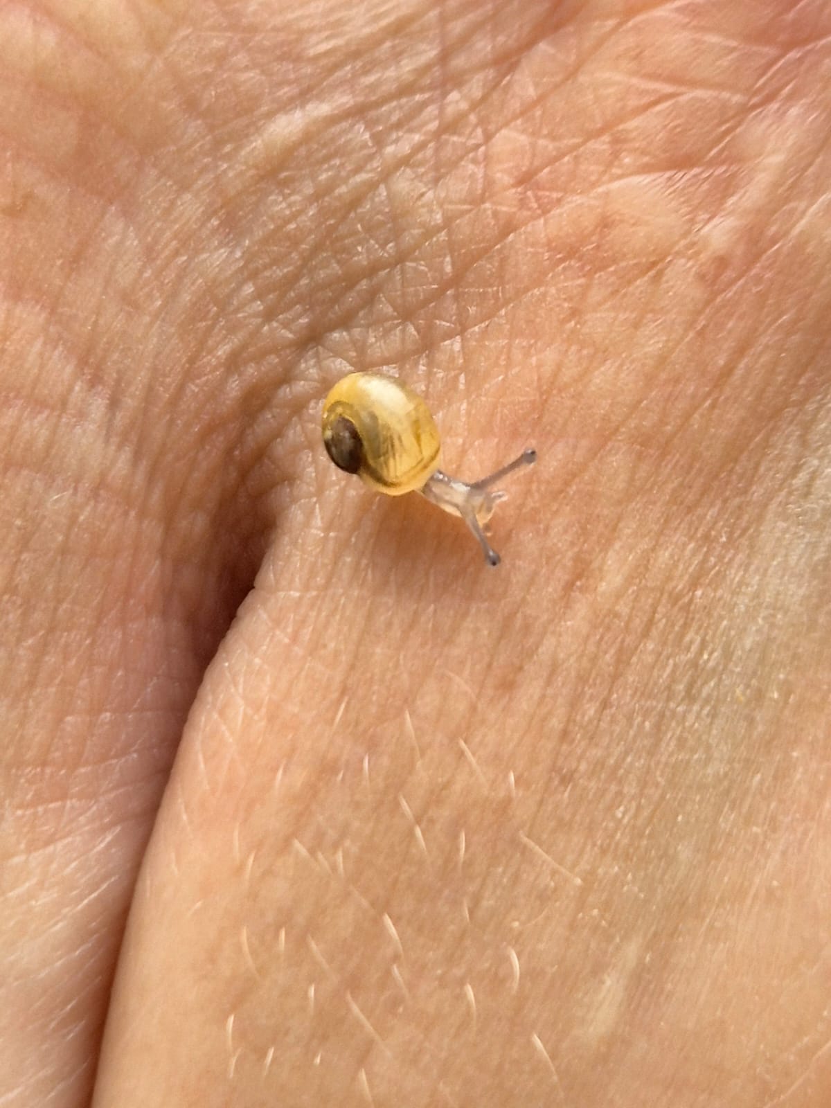 nmo blog 05 luchsgrafiken