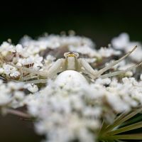 Mittagsführung «Magische Tierwelt»