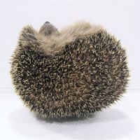 Zwergliführung «Panzer, Stacheln und Co.» 