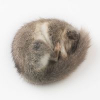 Mittagsführung «Ruhen, schlafen, ziehen – tierische Winterstrategien»